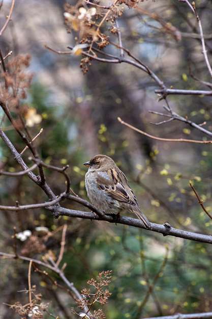 آواز گنجشک ها