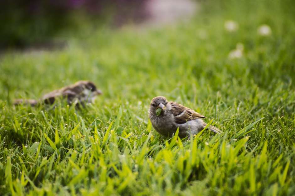 آواز گنجشک ها