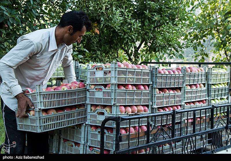 برداشت سیب از باغات شهرستان سلسله