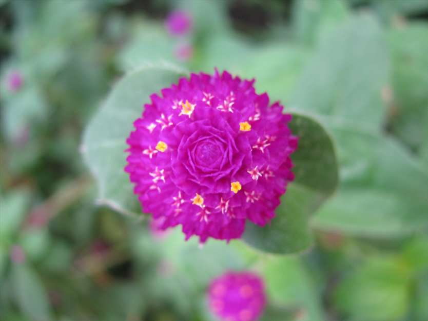 گل زیبا در گلستان