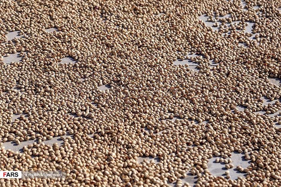 جاجَرم؛ «قطب پسته» خراسان شمالی