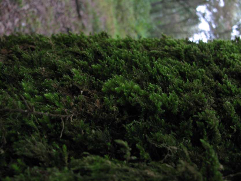 بافت خزه ای