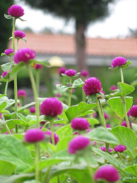 گل زیبا در گلستان