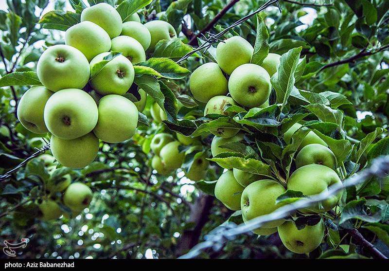 برداشت سیب از باغات شهرستان سلسله