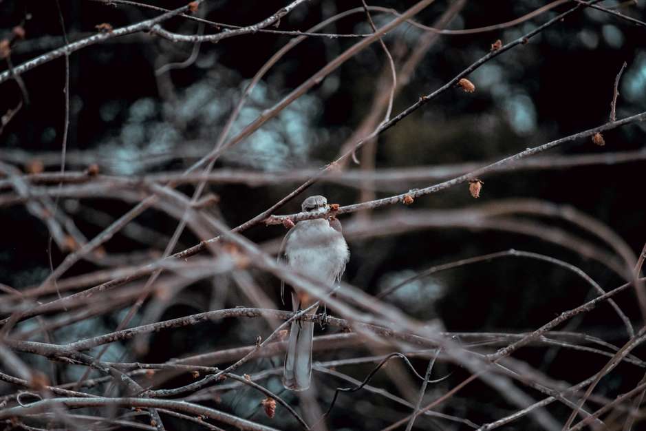 آواز گنجشک ها