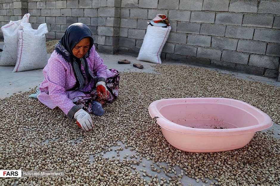 جاجَرم؛ «قطب پسته» خراسان شمالی