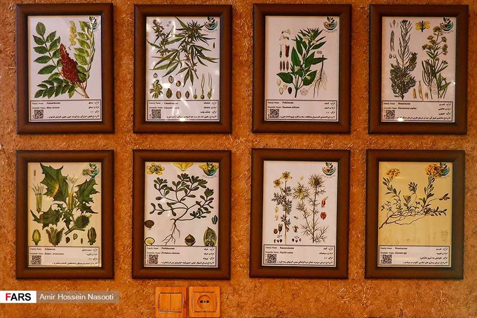 باغ موزه «گیاهان دارویی و معطر» زنجان