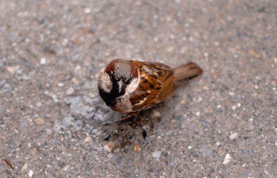 آواز گنجشک ها