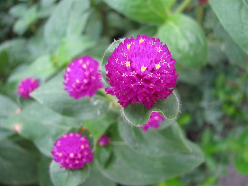 گل زیبا در گلستان