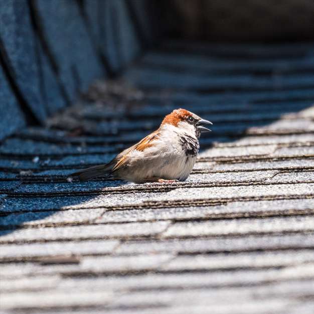 آواز گنجشک ها