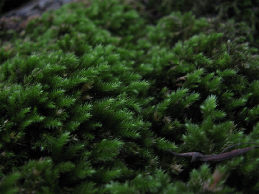 بافت خزه ای