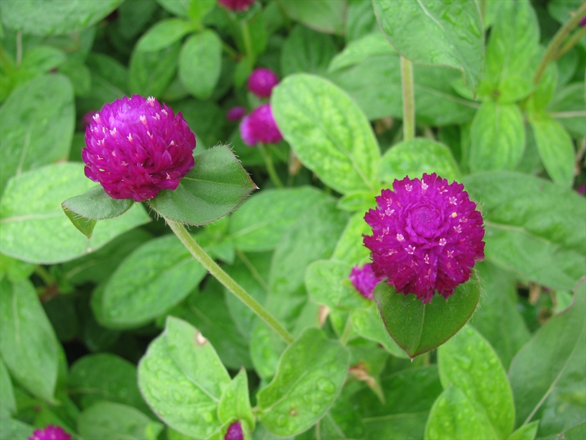 گل زیبا در گلستان