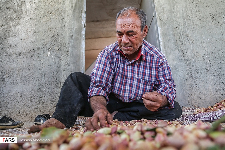 جاجَرم؛ «قطب پسته» خراسان شمالی
