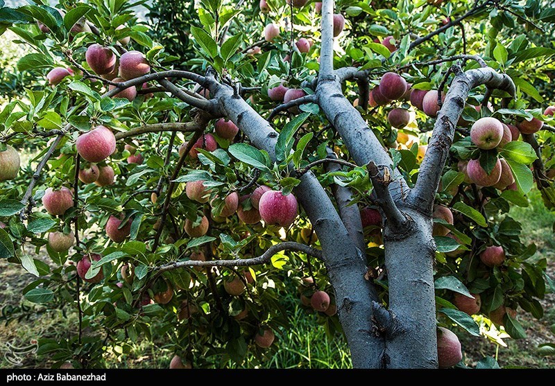 برداشت سیب از باغات شهرستان سلسله