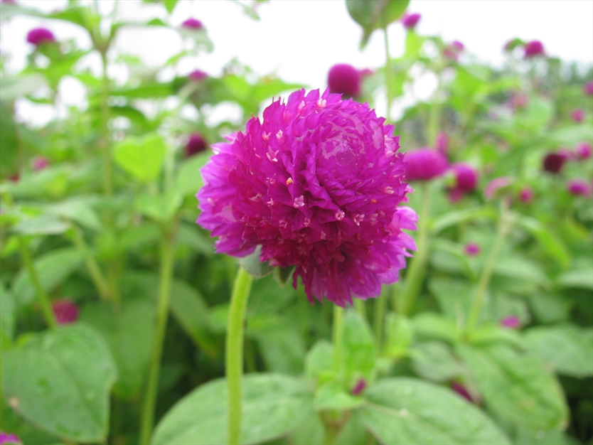 گل زیبا در گلستان