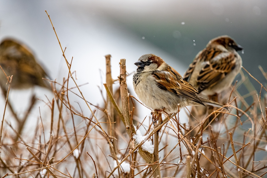 آواز گنجشک ها