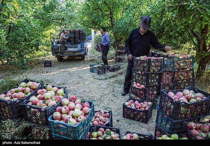 برداشت سیب از باغات شهرستان سلسله