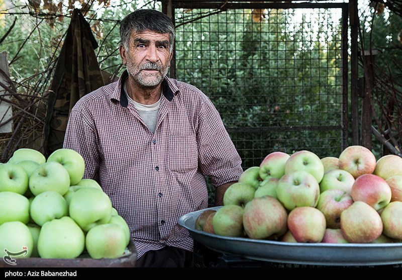 برداشت سیب از باغات شهرستان سلسله