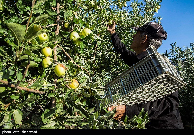 برداشت سیب از باغات شهرستان سلسله