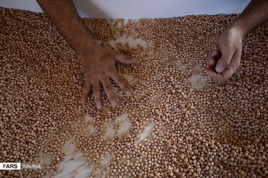 مَمَقان پایتخت تولید «نخودچی» جهان