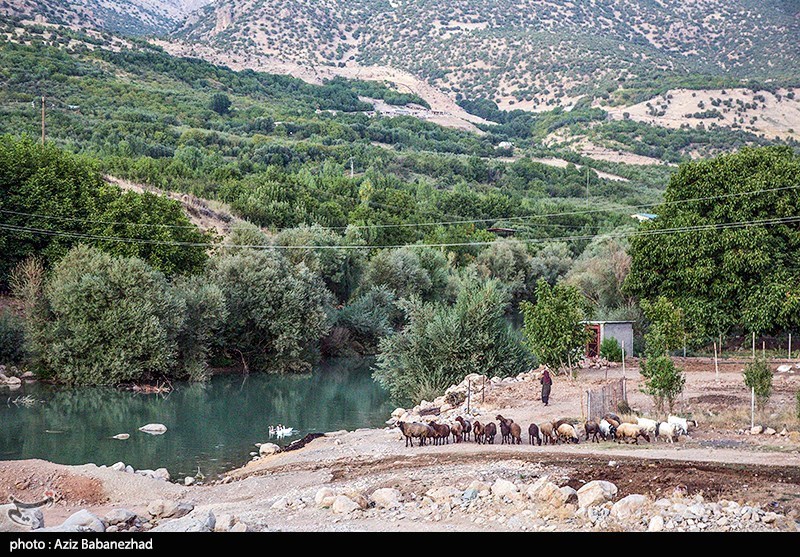 برداشت سیب از باغات شهرستان سلسله