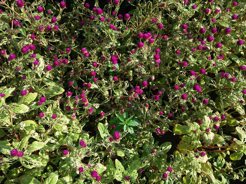 گل زیبا در گلستان