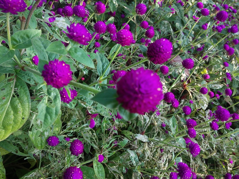 گل زیبا در گلستان