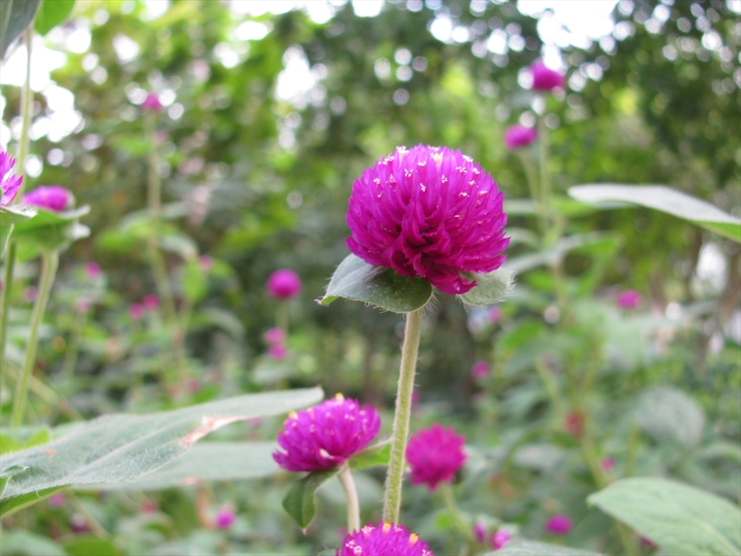 گل زیبا در گلستان