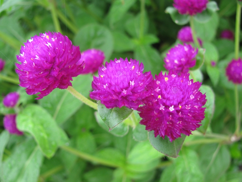 گل زیبا در گلستان