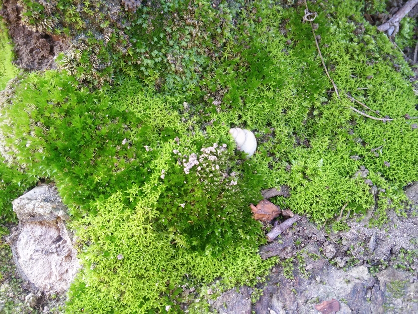 بافت خزه ای