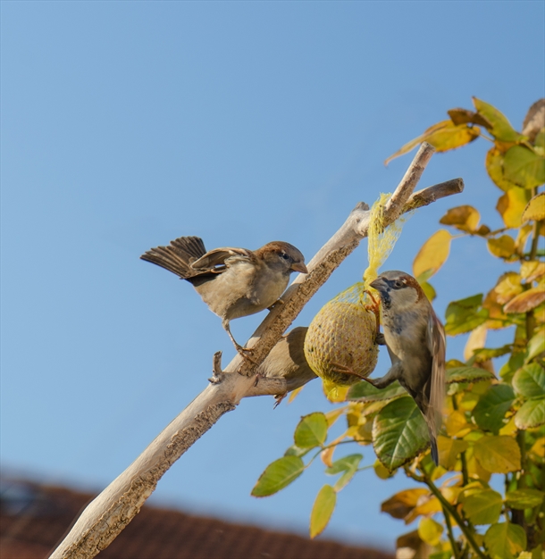 آواز گنجشک ها