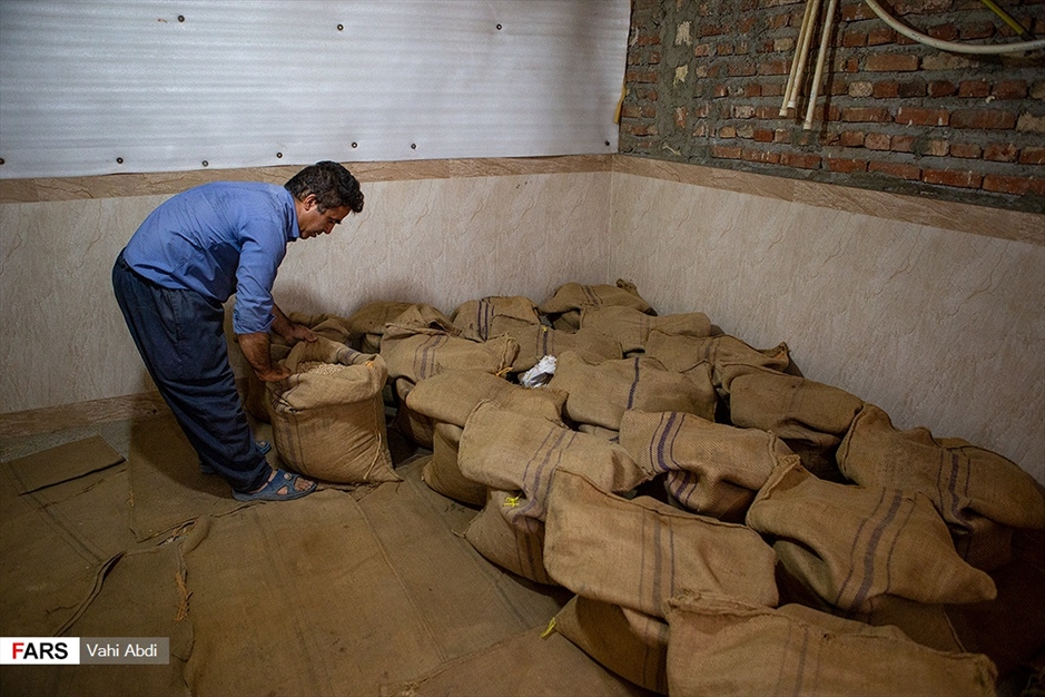 مَمَقان پایتخت تولید «نخودچی» جهان