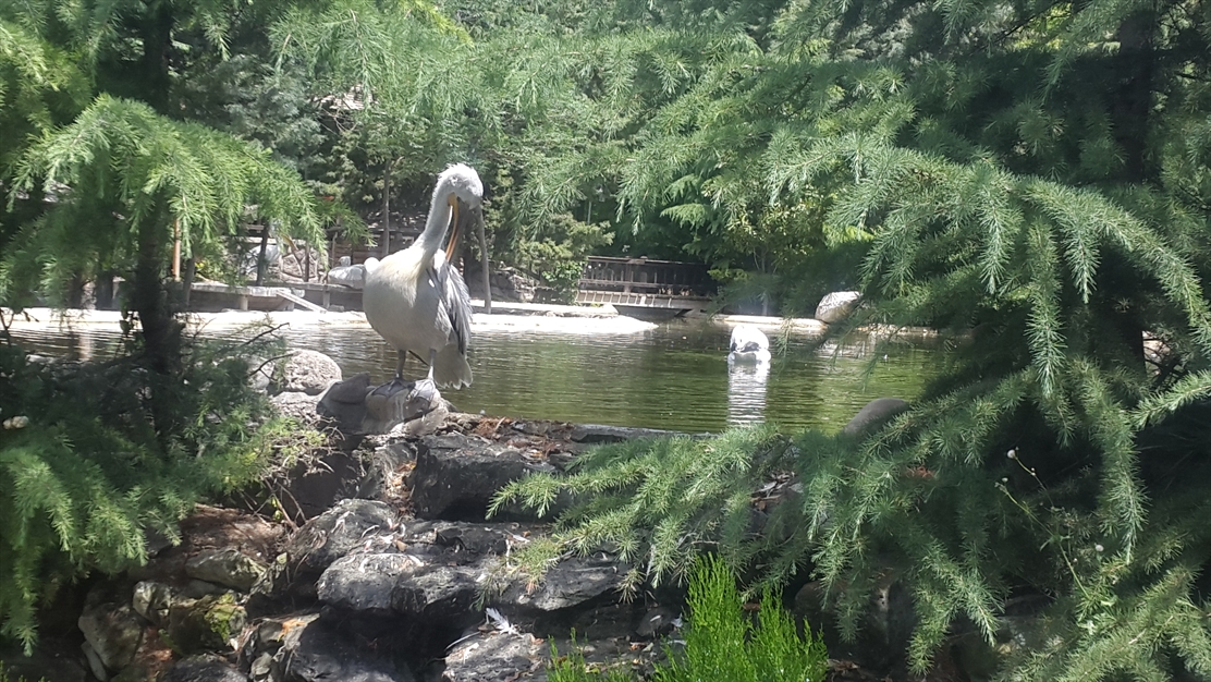 باغ پرندگان