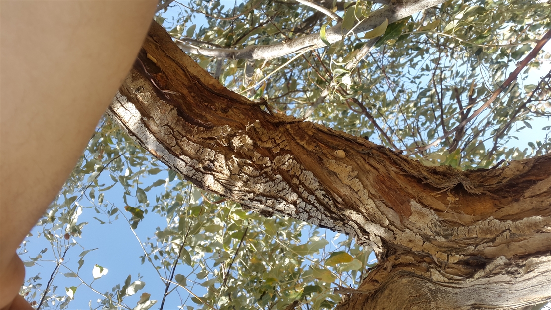 خانه گلی روی درخت سنجد