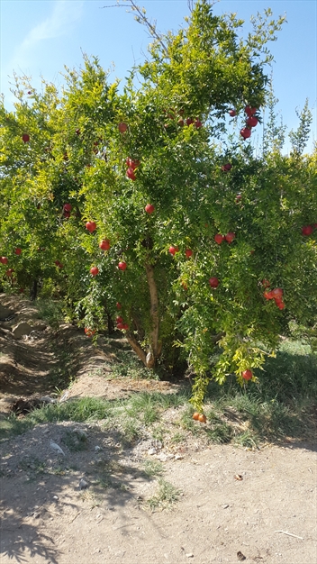 انار نیوک یزد