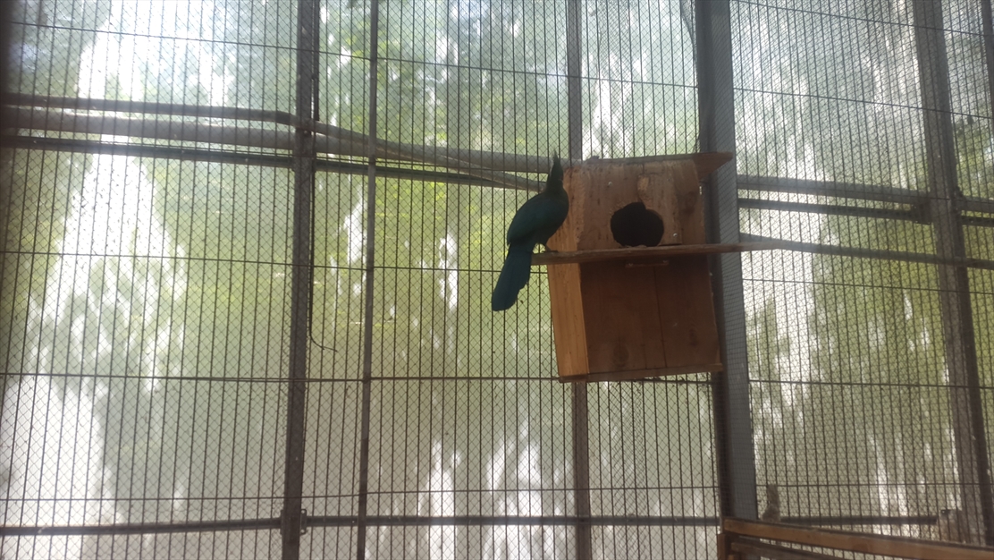 باغ پرندگان