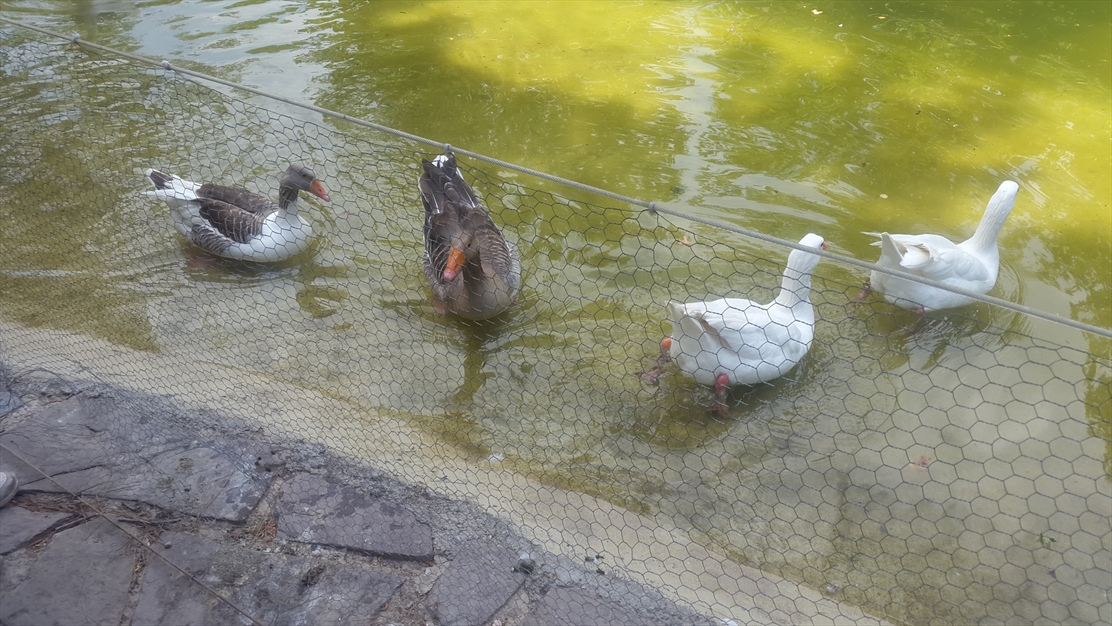 باغ پرندگان