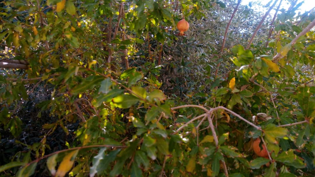 خانه هنر نامیرا