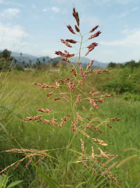 سمبله ی زیبا
