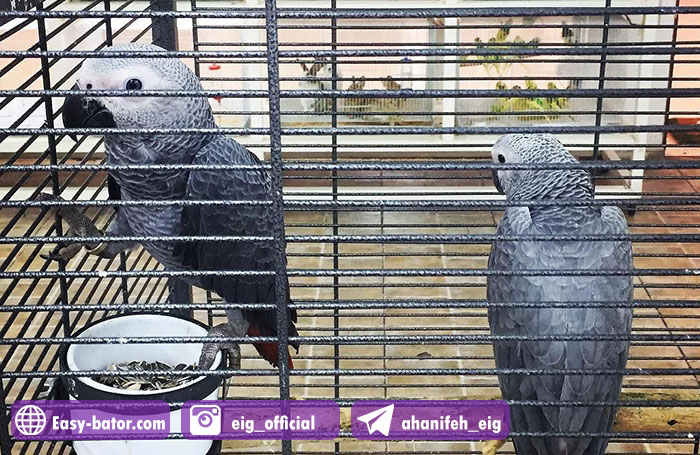 کسب درآمد از جوجه کشی + راهنمای خرید دستگاه جوجه کشی کسب درآمد از جوجه کشی + راهنمای خرید دستگاه جوجه کشی