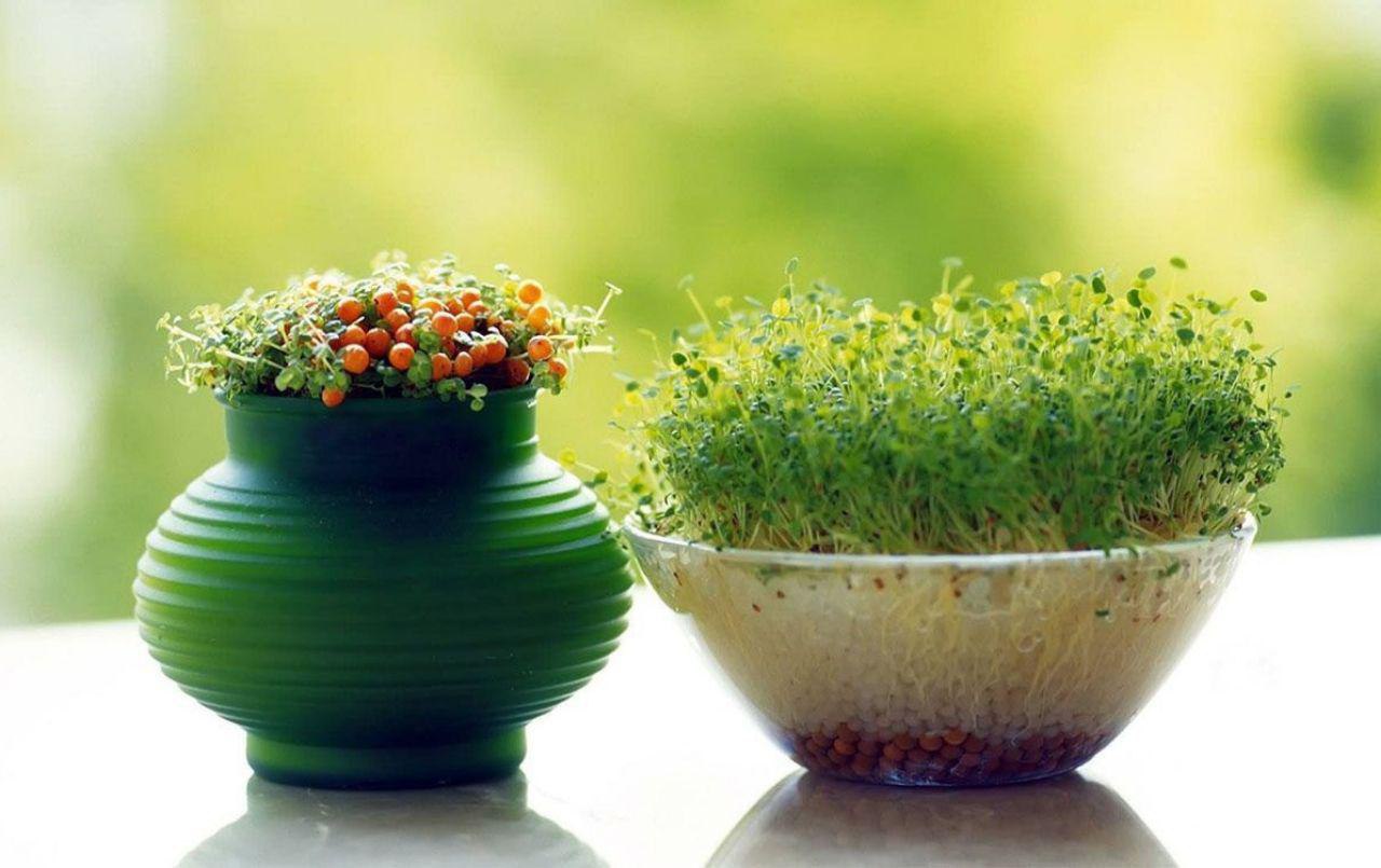 سبزه، سال نو، تعطیلی،