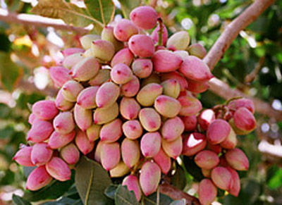 خواص پسته