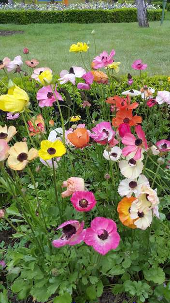 گل های زیبا