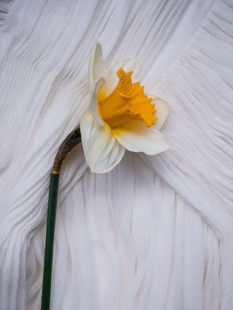 زیباترین گل های نرجس