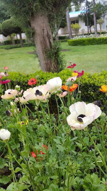 گل های زیبا