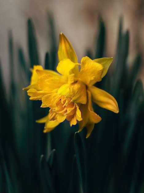 زیباترین گل های نرجس