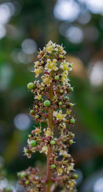 گیاهان جالب