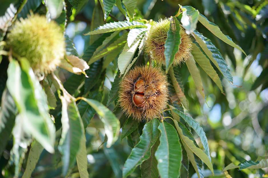 گیاهان جالب