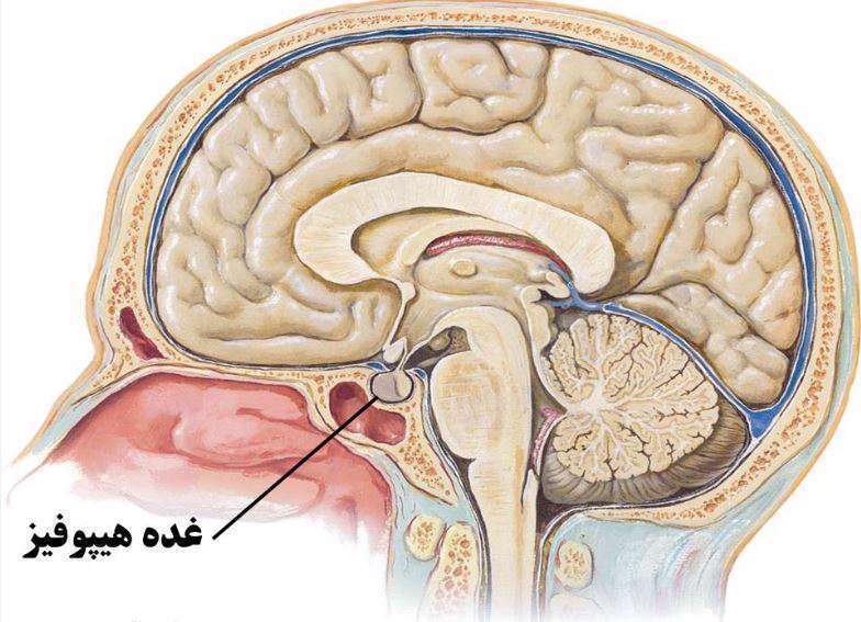 غده هیپوفیز،