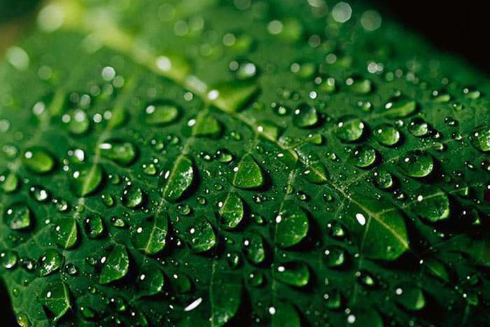 آیا آب باران آشامیدنی است؟